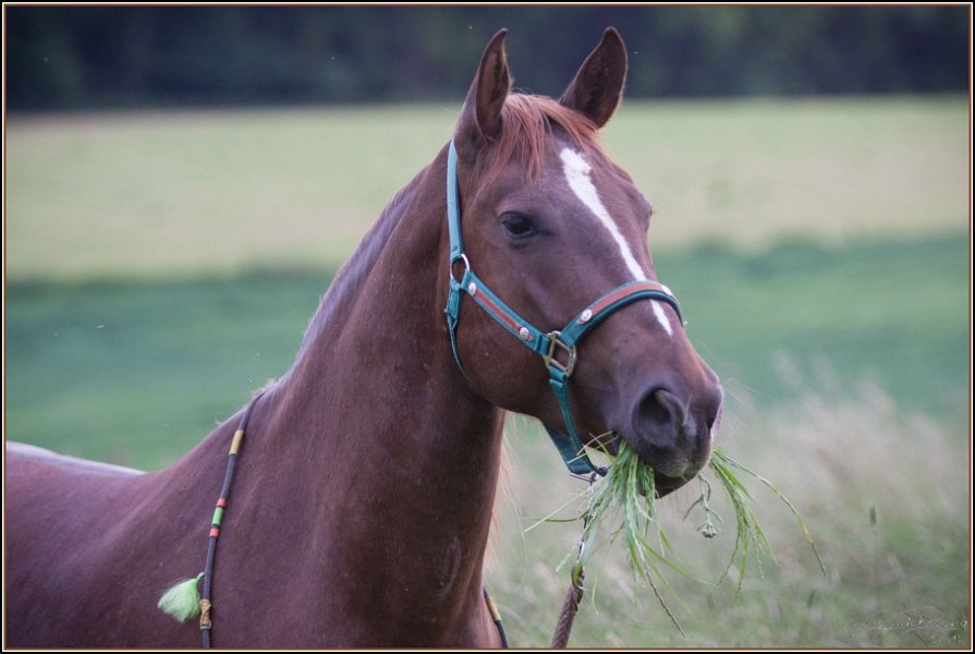 Asbach Fohlenshow 2014 096